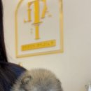 테일러퍼피 이미지