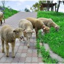 평택로얄관광호텔 이미지