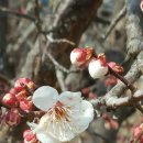 좌천초등학교 이미지