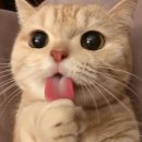 장화신은고양이 이미지