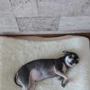 펫미장원 이미지