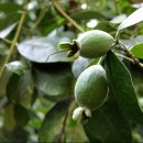 대연수목전시원 이미지