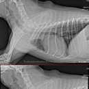 모루 동물의료센터 이미지