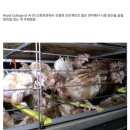 한 대학생이 떠올린 닭 사육 아이디어 이미지