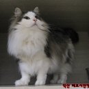 포레스트 캣호텔 이미지