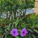 도화민박 이미지