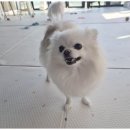 애견멀티샵 | 제주소형견전용 제주 애견 멀티숍 후기: 반려견과의 최고의 시간