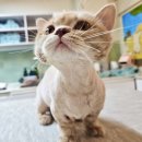 김냐옹 미용실 이미지