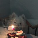 스커트케이크샵