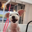 귀여븐댕 이미지