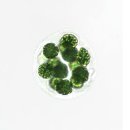 영천동물병원 | 영천피부과 주사피부염, 엑소좀을 이용한 치료사례