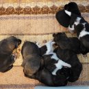 멍멍이컷 이미지