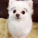 루루뷰티 | [신사 속눈썹펌] 위드인뷰티 루루래쉬 솔직후기