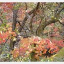 백천계곡 이미지