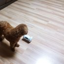 동그라미펫 이미지