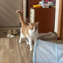 와요 펫시터 어플, 고양이 펫시팅 30분 가격 주의사항 내돈내산 후기