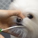 미용하는 강아지 이미지