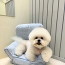 멜로우퍼피 이미지