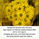 오늘꽃배달