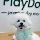 해맑은 애견미용 이미지