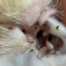 반려하다 | 고양이 귓병 외이염 한 달간의 귀 피부 변화 페터브