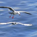 부산갈매기 이미지