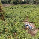 김평진농장 이미지