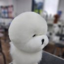 애견미용 이미지