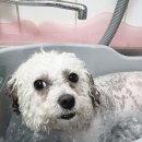 슈가독살롱 이미지