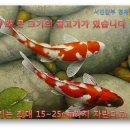 코이