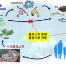 플랑크톤 이미지