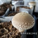 송이표고버섯