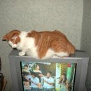 럭키패밀리