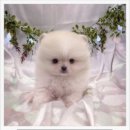 오독안심분양센터 강아지분양 고양이분양 시흥점 이미지