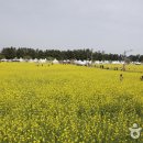 맹방유채꽃마을 티스토리