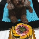 도그 아지트 이미지