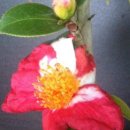 교동꽃화원 이미지