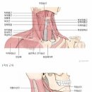 테라피 요가A 네이버블로그