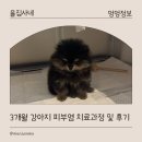 우리이화약국 | 3개월 강아지 곰팡이 피부염 농피증 증상 치료방법 후기