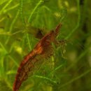 [펌] 체리새우 (Cherry shrimp) 이미지