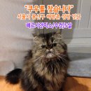 고양이를찾아요,히말라얀과 페르시안 혼종,수컷,서울시 용산구 해방촌 성당 인근 이미지