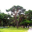 옥계해수욕장(숲) 이미지