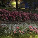 서울원묵초등학교 | [중랑 서울장미축제] 행사일정 및 위치, 주차정보, 화장실, 5/17 실시간 축제모습