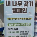 놀고 먹고 자개 | [260320] 2026 세종 전의 조경수 묘목축제 후기