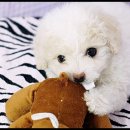 뽀글뽀글 이미지