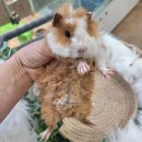 와우펫앤쥬(기장점) 이미지