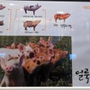 고기요 - 봉화군 의양로5길 7-13 | [맛집][은평구]수색역 앞 YBD 돼지고기 맛집 고기요 후기