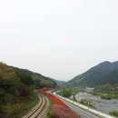 섬진강변 철쭉길 이미지