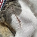 발편한동물병원 | 고양이 다리 골절 수술 탑스동물병원 후기 고양이 다리 절뚝일때