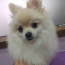 삐삐 펫살롱 이미지